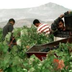 Momento de la vendimia en la zona de La Rioja Baja
