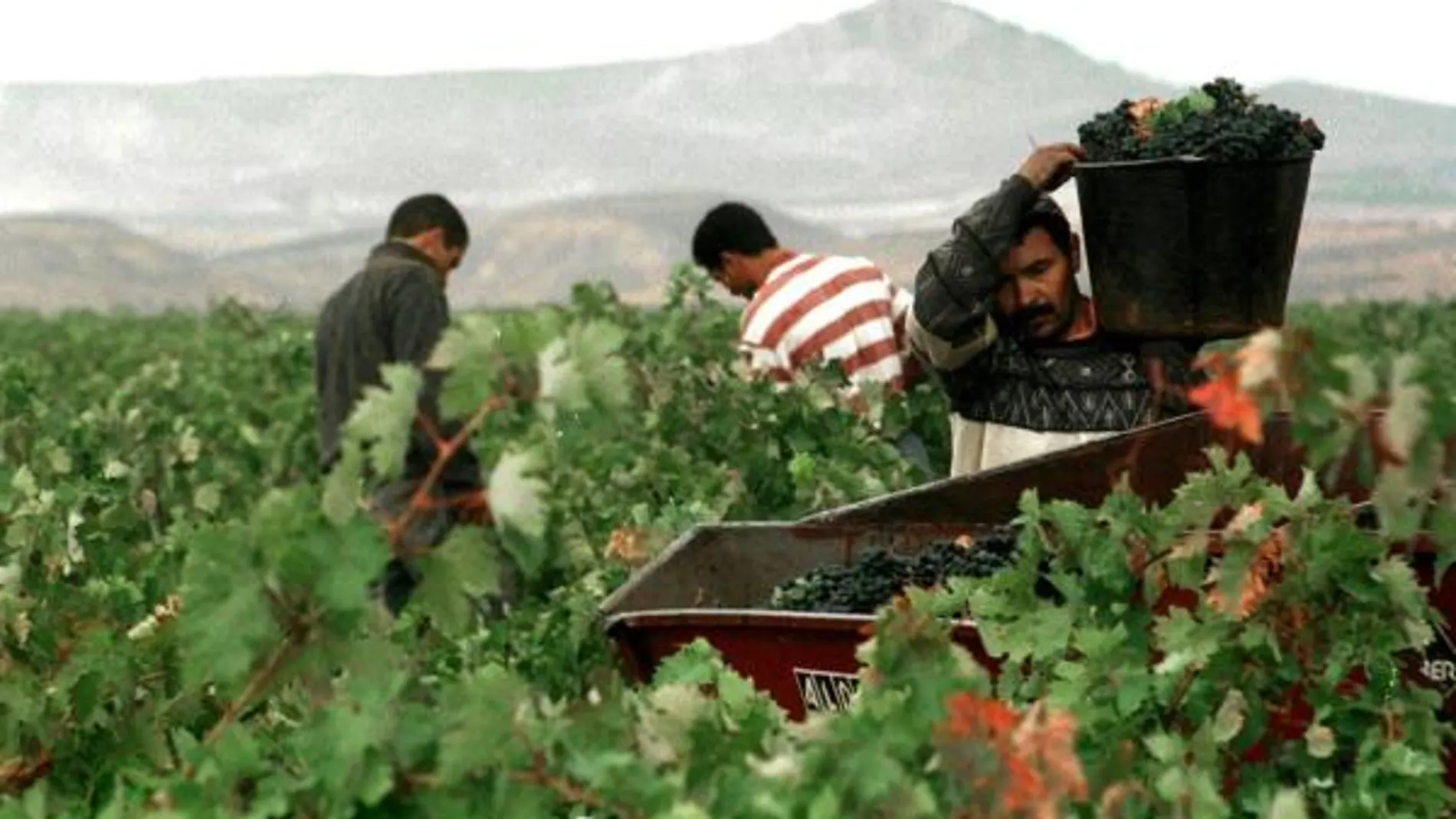 Momento de la vendimia en la zona de La Rioja Baja