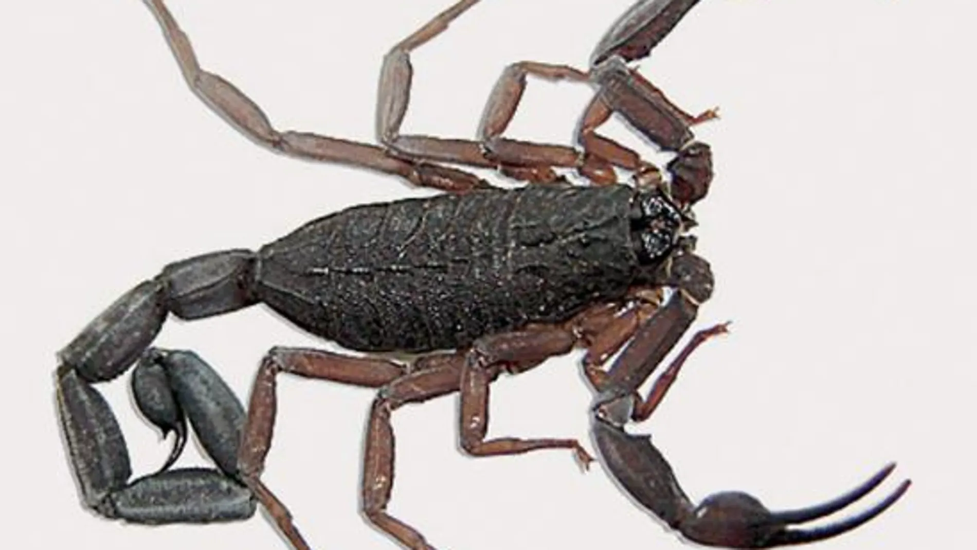 Antídoto contra veneno de escorpión