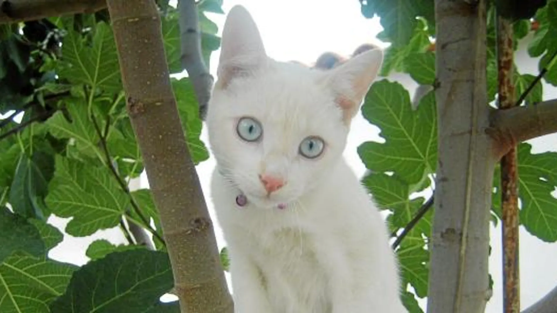 Iris, ganadora de la semana
