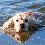 Txusco que ya tiene 5 añitos se pasa todo el día jugando. Le encanta el agua y dentro de poco será papá