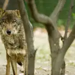  Condenados dos cazadores por matar a un lobo ibérico en una montería