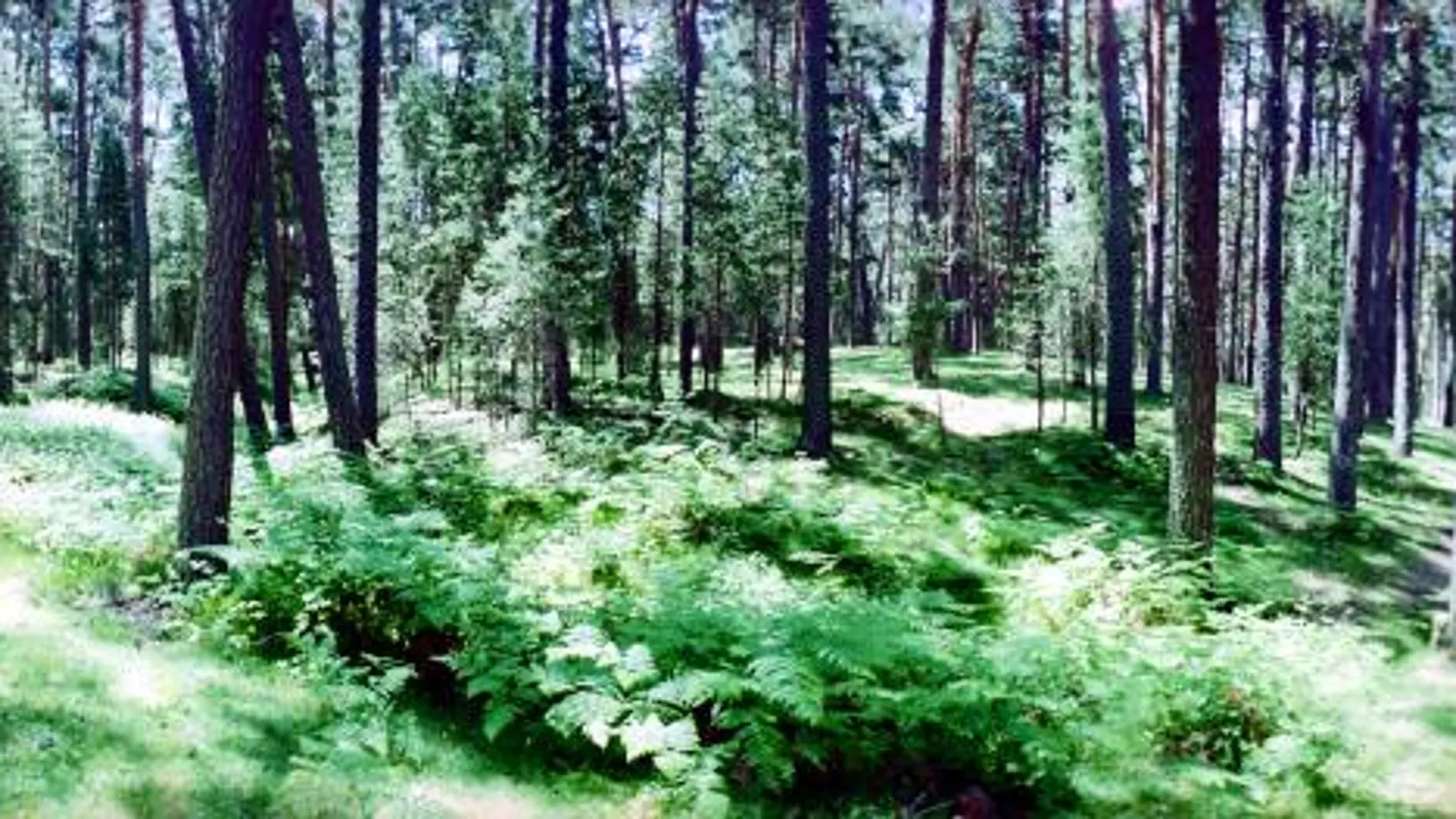 Gestión forestal