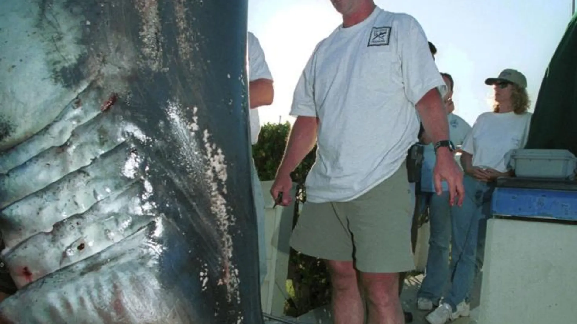 Un tiburón cazado en San Diego (Estados Unidos)