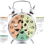Cronodieta: el reloj biológico marca qué comer