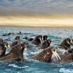 Imagen de un grupo de morsas en pleno movimiento migratorio