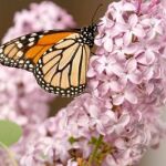 La mariposas Monarca no salen de viaje por culpa de las tormentas