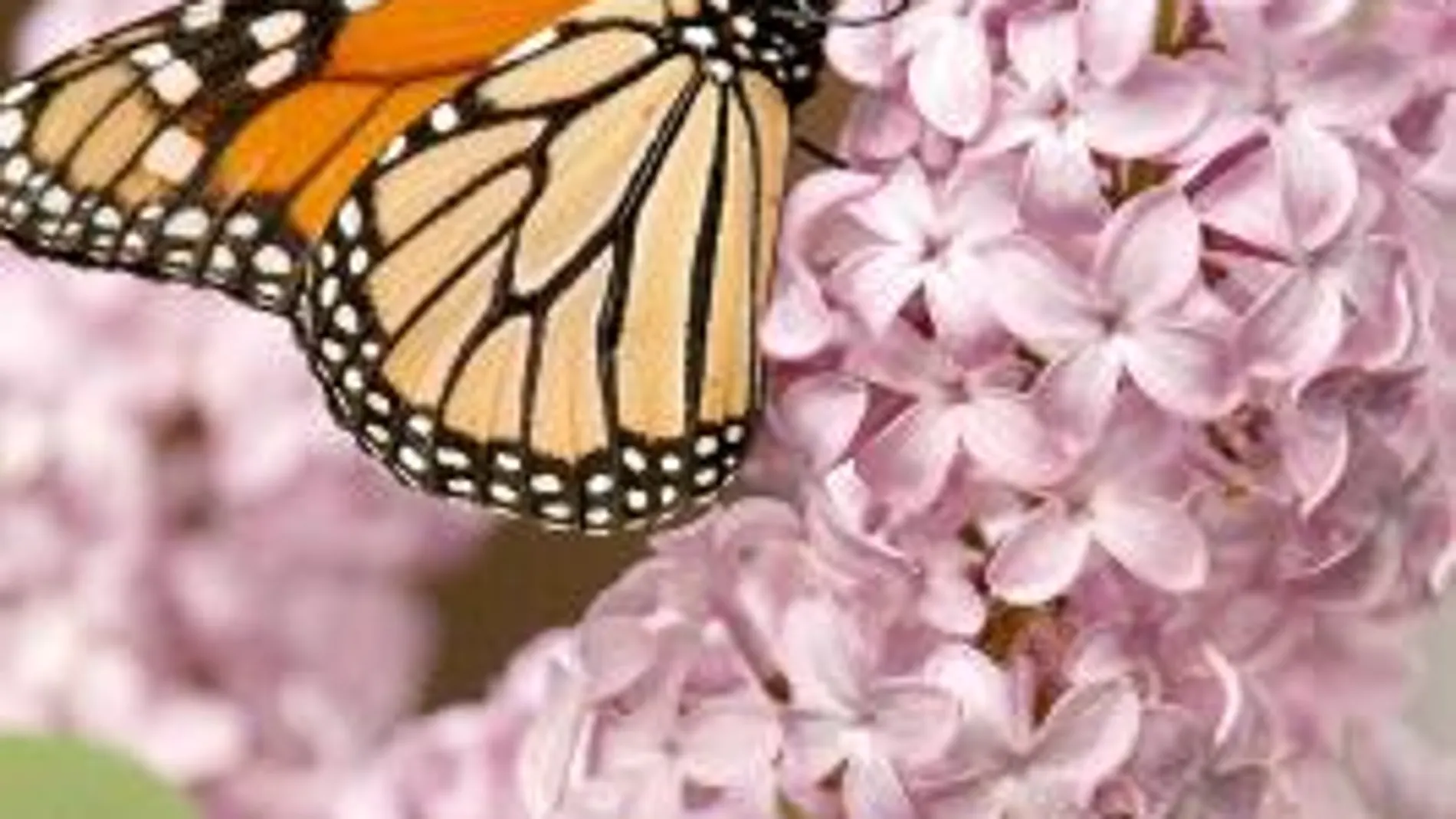 La mariposas Monarca no salen de viaje por culpa de las tormentas