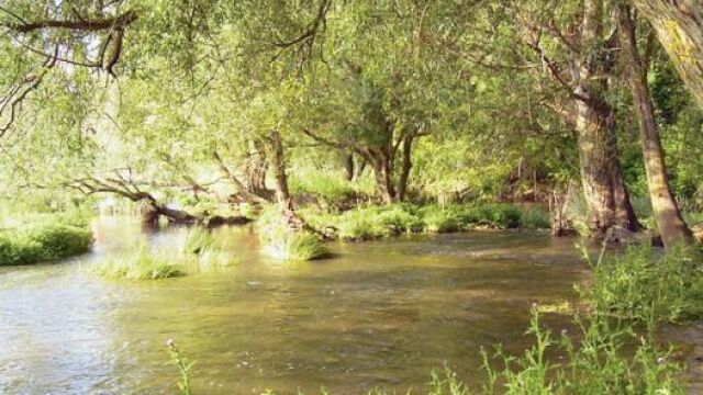 Tres horas a pie para disfrutar de una pradera con álamos blancos
