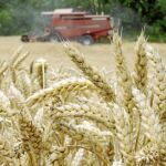 La producción en Castilla y León aumenta y en Andalucía baja