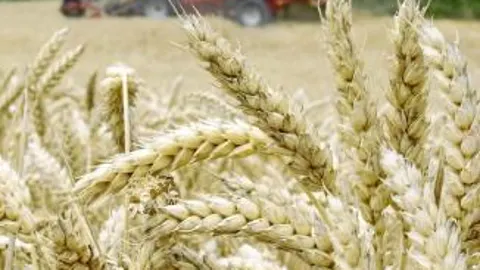 La producción en Castilla y León aumenta y en Andalucía baja