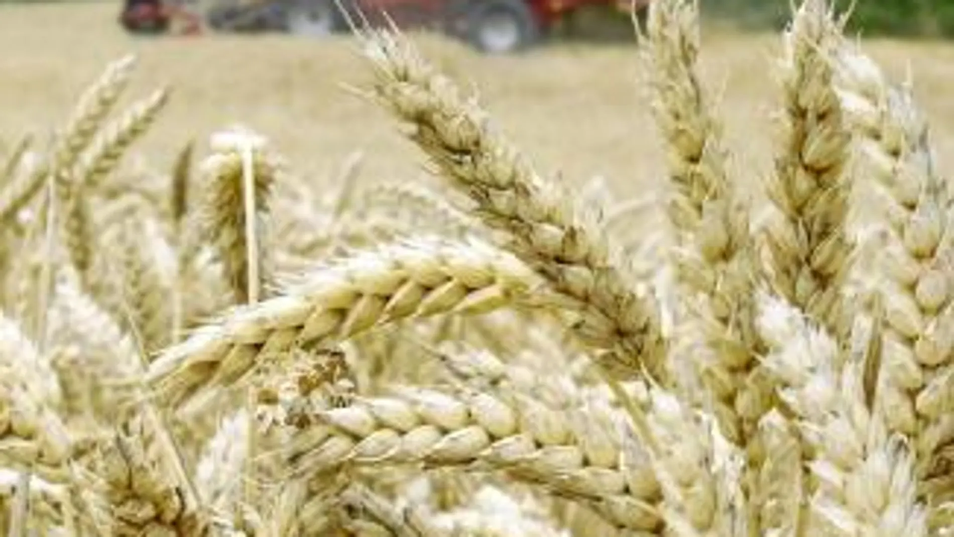 La producción en Castilla y León aumenta y en Andalucía baja