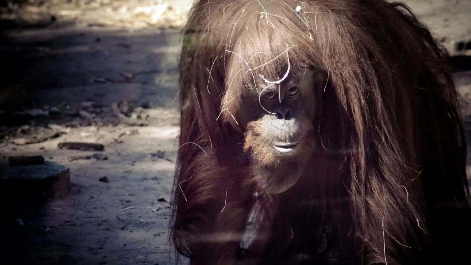 Fotografía cedida por el zoológico de Buenos Aires en la que se observa a la orangután Sandra, el pasado 12 de mayo de 2015.