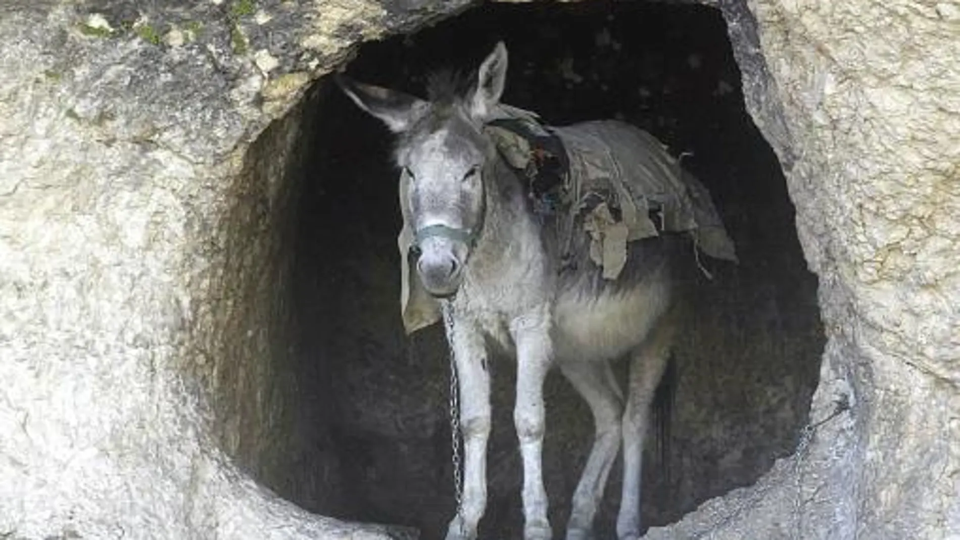 Imagen de archivo de un burro