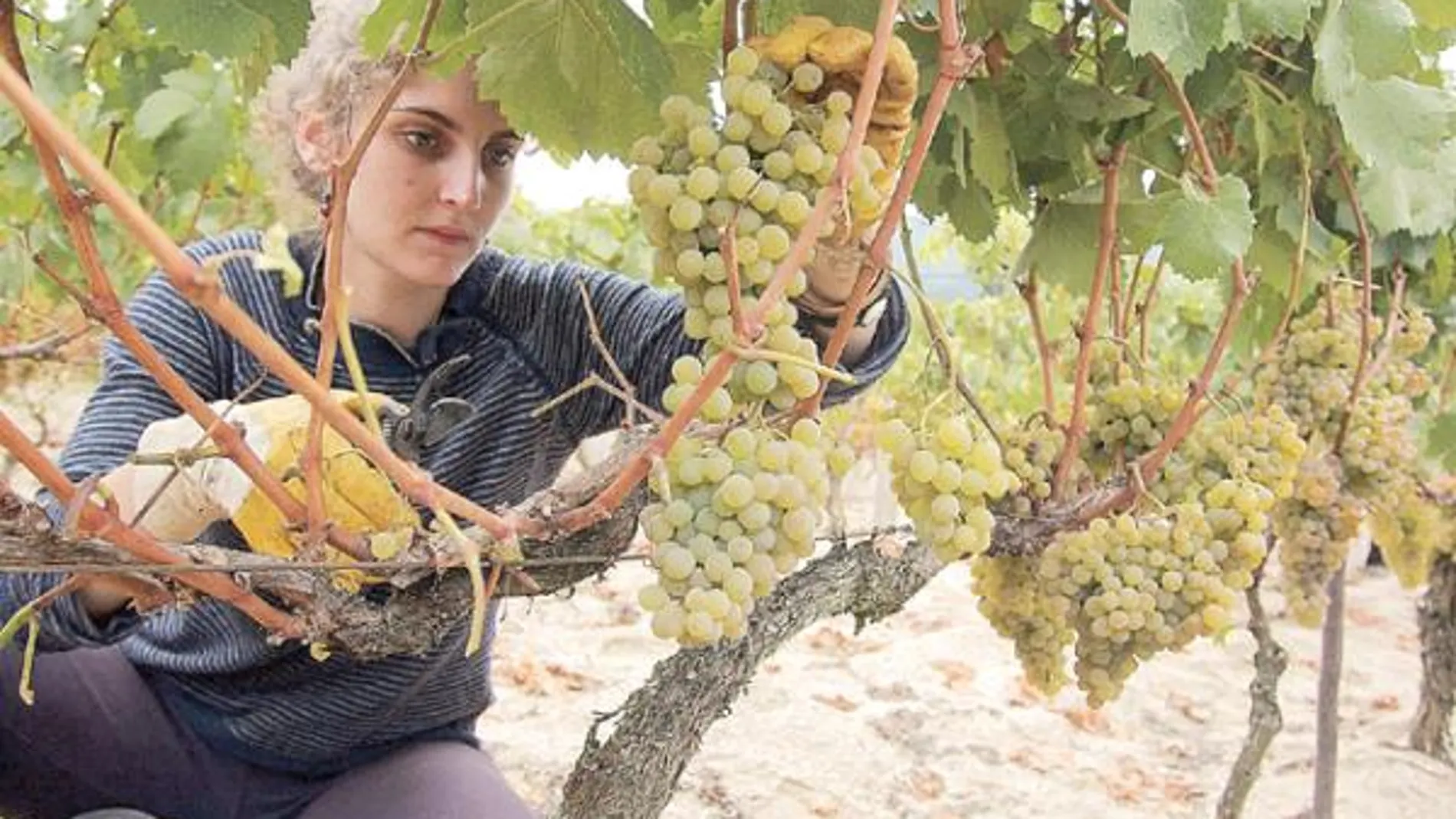 Esta bebida no es mosto, sino zumo de uva obtenido antes de su fermentación