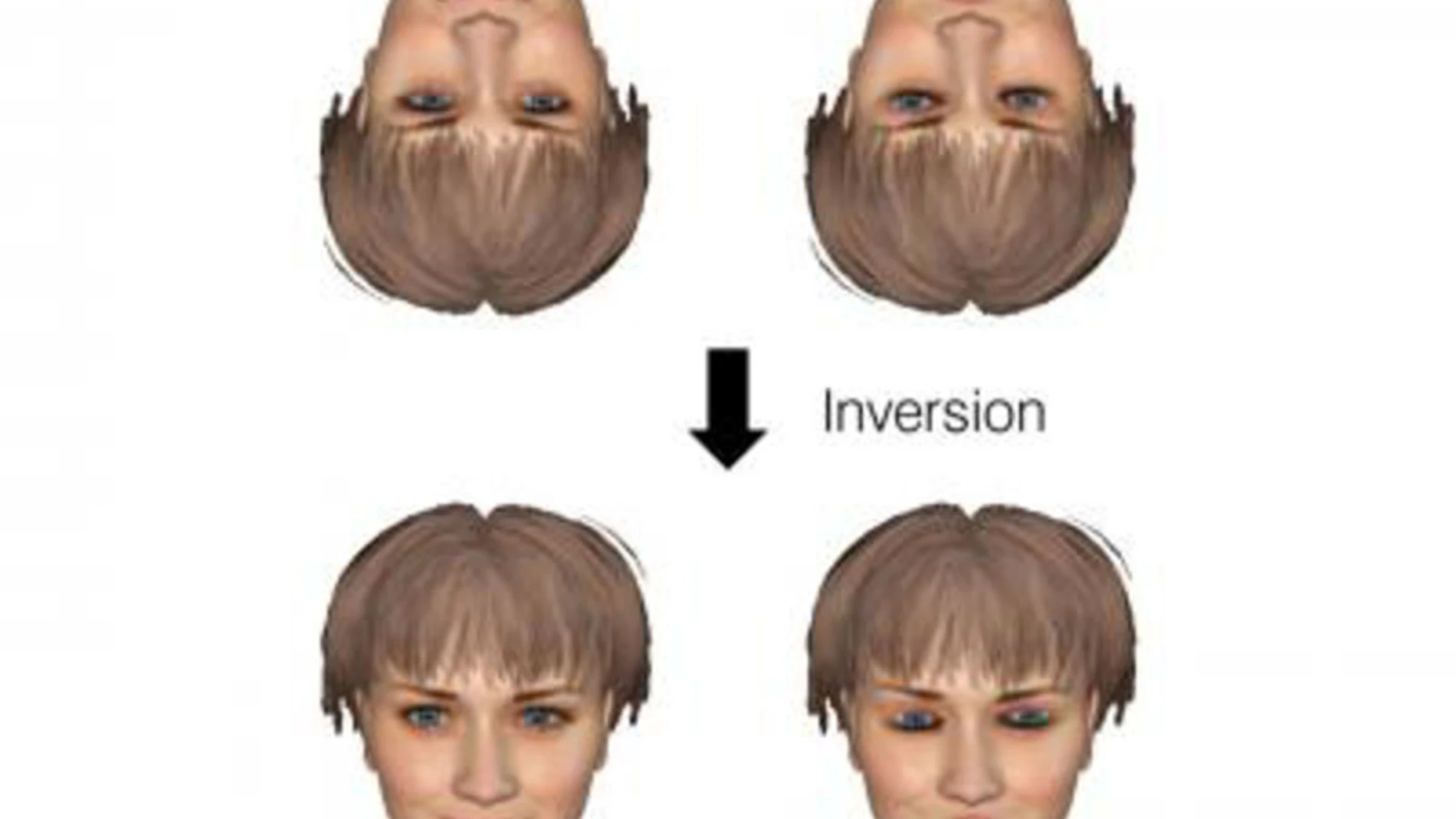 El cerebro actúa igual para reconocer un móvil que una cara