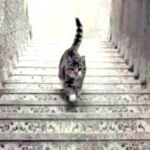 La polémica del gato: ¿Está subiendo o bajando las escaleras?