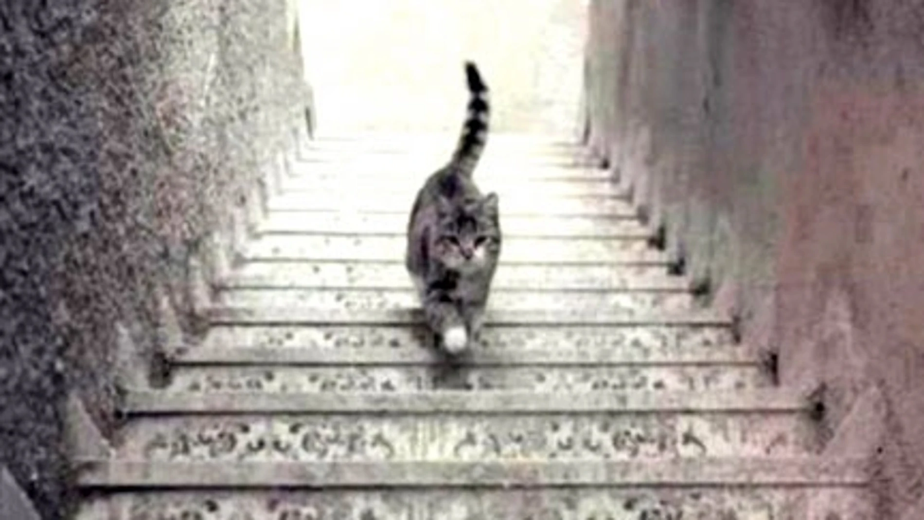 La polémica del gato: ¿Está subiendo o bajando las escaleras?