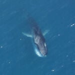 Una ballena rorcual común alimentándose