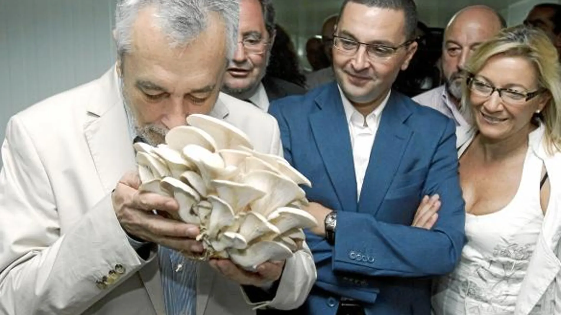 José Antonio Griñán huele las setas ecológicas cultivadas en el invernadero de El Coronil (Sevilla)