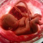 La exposición del feto a contaminantes reduce la fertilidad de tres generaciones, según un estudio