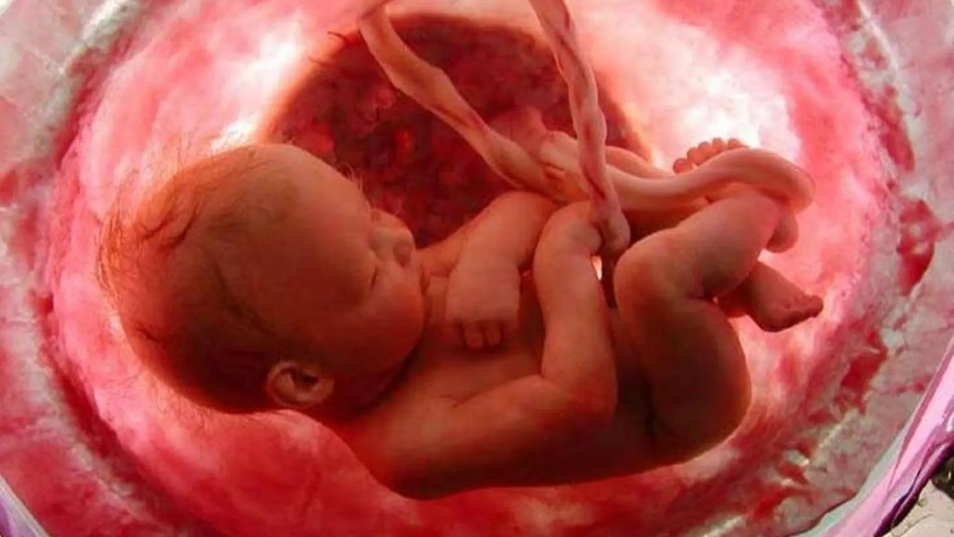 La exposición del feto a contaminantes reduce la fertilidad de tres generaciones, según un estudio