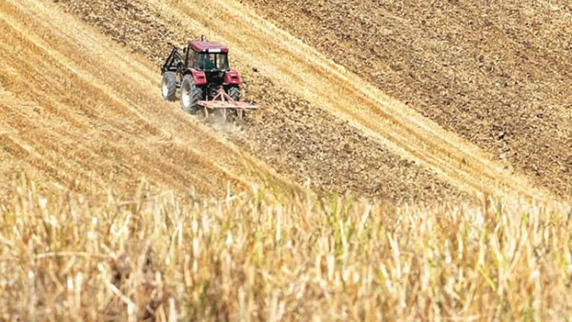 Los precios de los cereales podrían subir por el recorte de la oferta a causa de una meterología adversa
