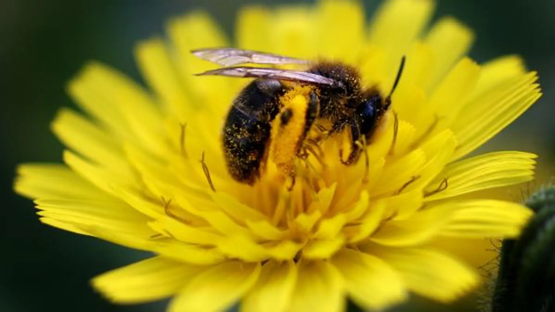 Una abeja impregnada con el polen de una flor