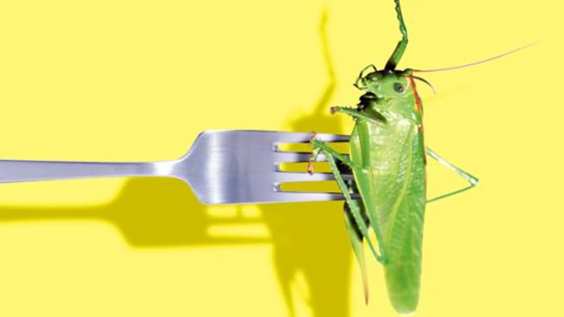 Insectos: la FAO los recomienda para luchar contra la desnutrición