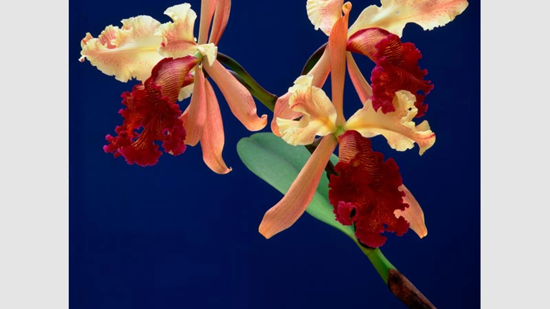 Una imagen de la orquídea hallada en Costa Rica