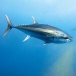 Un ejemplar de atún rojo. Firma foto: Oceana/Keith Ellenbog