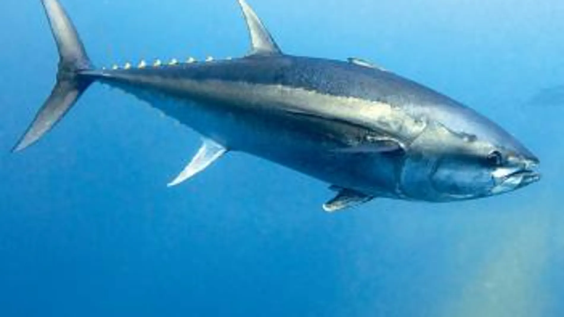 Un ejemplar de atún rojo. Firma foto: Oceana/Keith Ellenbog