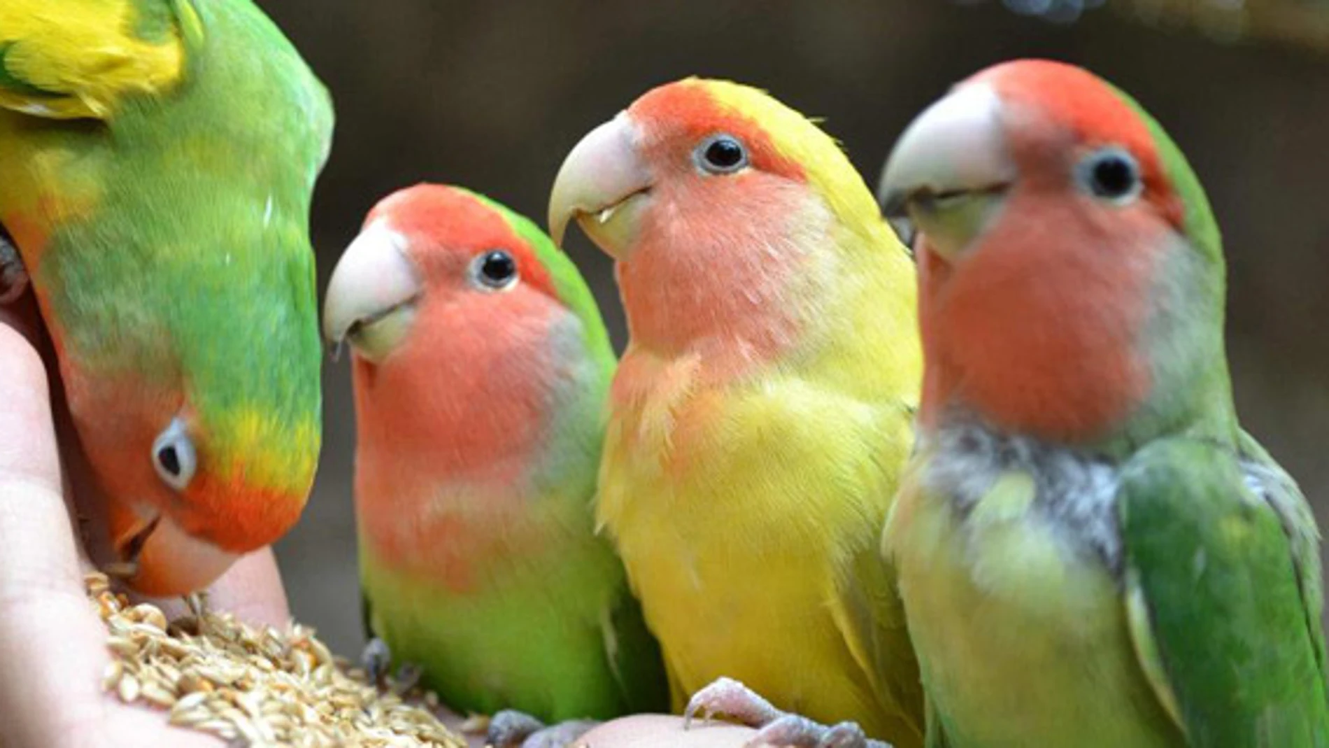 El calentamiento global amenaza la diversidad de aves en México