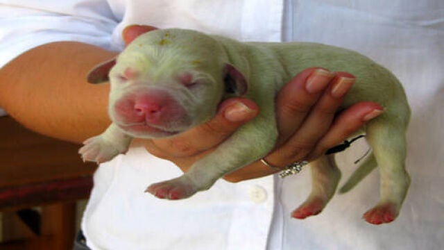 Con ustedes, un cachorro más raro que un perro verde