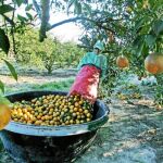 Los agricultores denuncian que la distribución impone unos estándares que valoren más el aspecto que el sabor