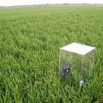 En la imagen, una campo de arroz con una urna de registro de las emisiones de metano