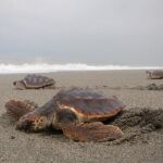 ¿Por qué la tortuga boba se orienta mejor que el marinero más listo?