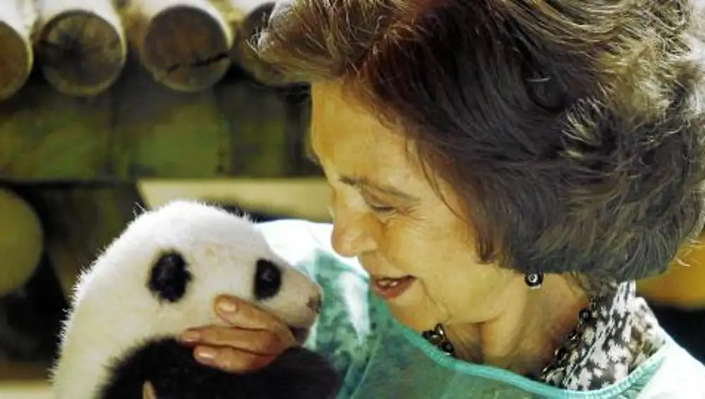 Doña Sofía en una visita al Zoo Aquarium de Madrid, donde dio el biberón a unos gemelos de oso panda, que estaban a punto de cumplir los dos meses de vida