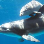 El embarazon es un lastre para los delfines
