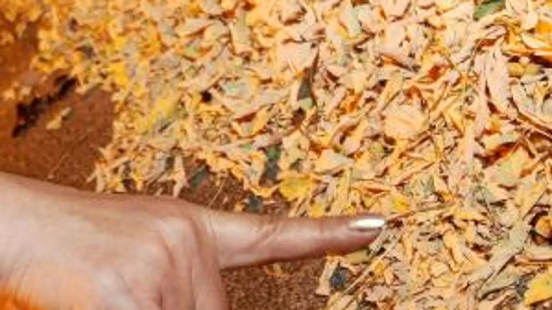 Los vecinos denuncian que este verano los insectos se han multiplicado