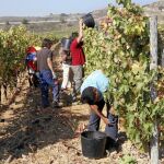 Cañete pidió a la UE mantener los derechos de plantación de viñedo