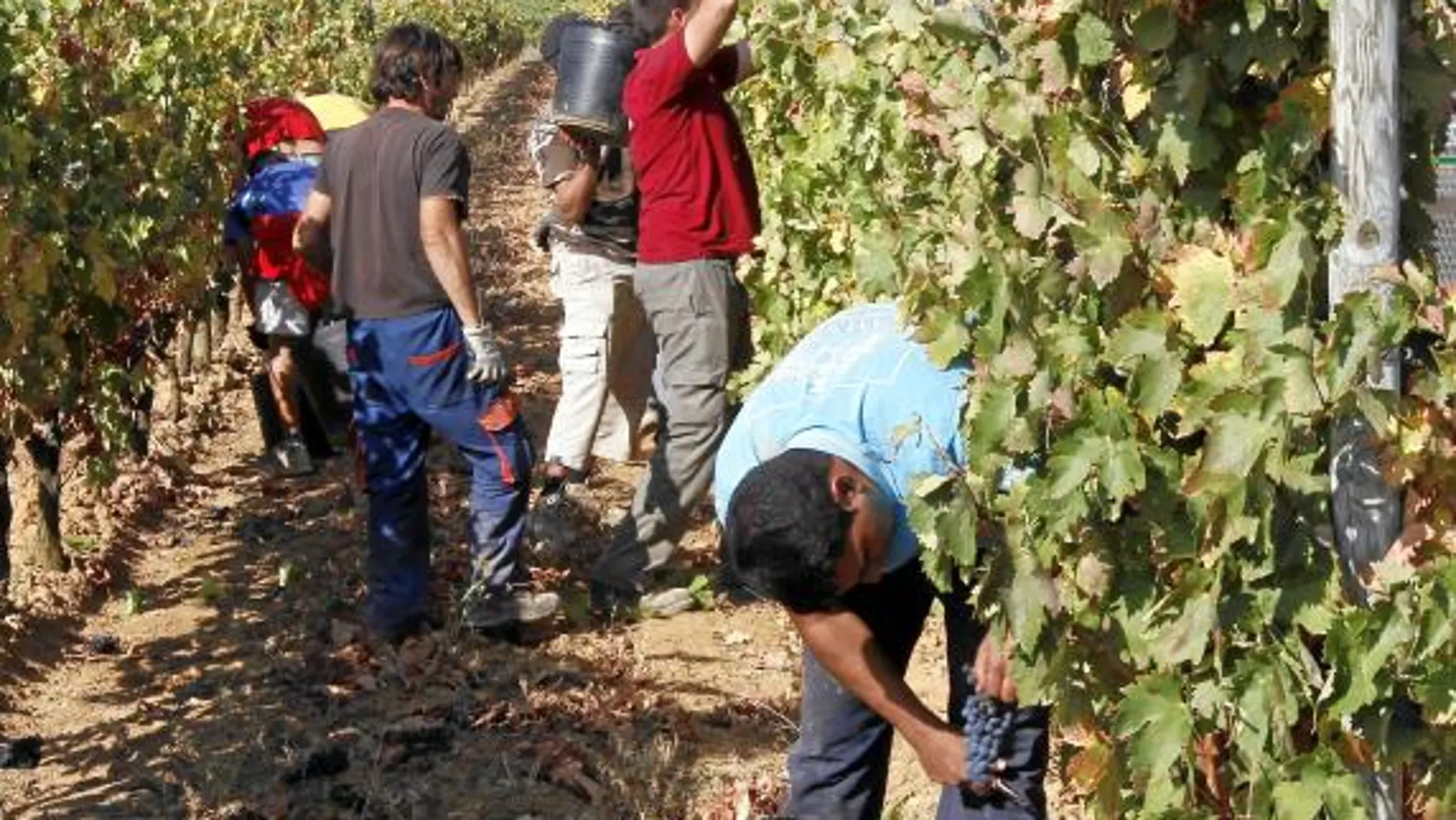 Cañete pidió a la UE mantener los derechos de plantación de viñedo