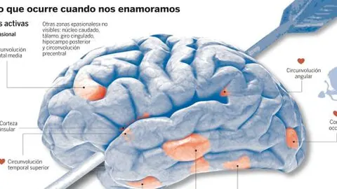 El amor cuestión de cerebro