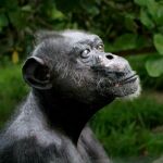 El chimpancé tiene espinas en el pene