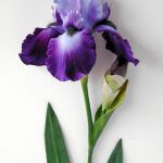 Una de las flores de Alberto Baraya
