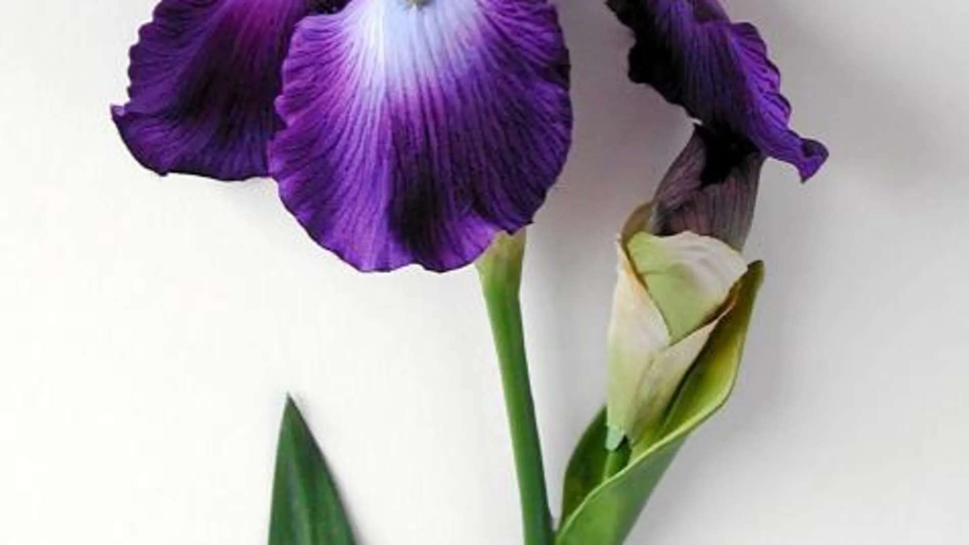 Una de las flores de Alberto Baraya