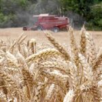 El precio del trigo acumula varias semanas de fuertes oscilaciones