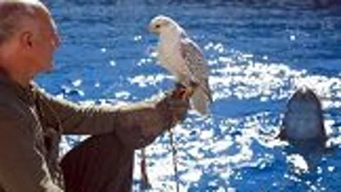 rapaces
