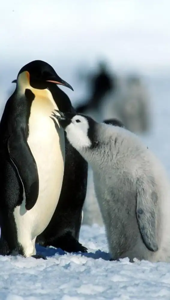 El pingüino emperador es otra de las especies que corren peligro