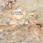 Un mamut y un rinoceronte de 1,3 millones de años